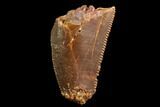 Bargain, Partial Raptor Tooth - Real Dinosaur Tooth #86139-1